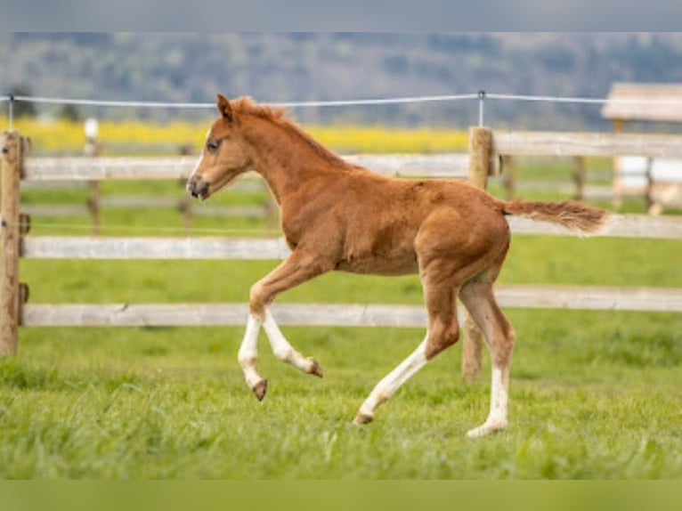 German Riding Horse Stallion Foal (03/2024) Chestnut-Red in Untermarchtal