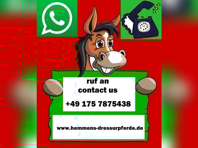 German Riding Horse Stallion Foal (01/2025) in Löningen