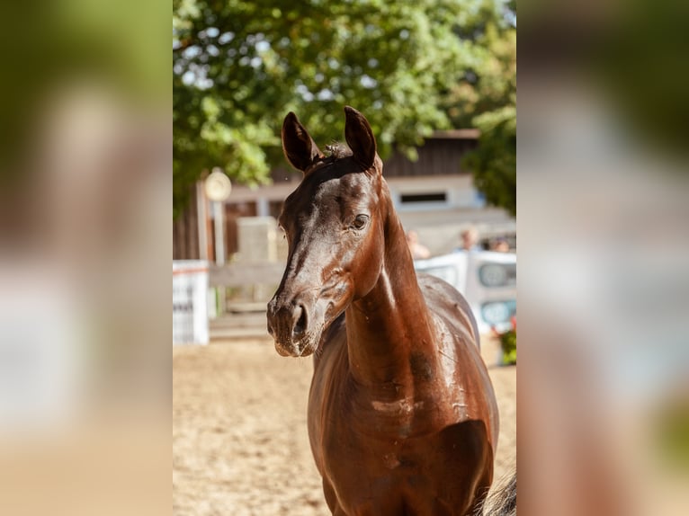 German Riding Horse Stallion Foal (02/2026) Smoky-Black in Michelbach an der Bilz