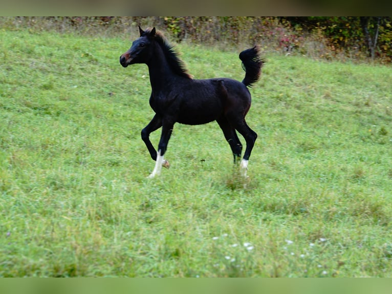 German Riding Horse Stallion Foal (04/2025) Smoky-Black in Meinhard