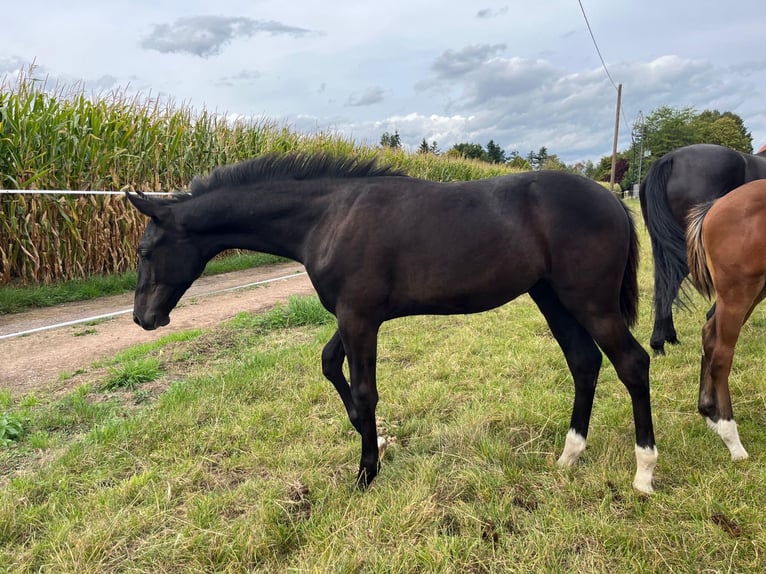 German Riding Horse Stallion Foal (04/2025) Smoky-Black in Telgte