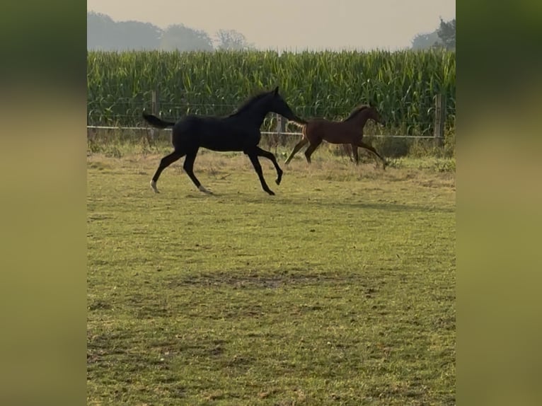 German Riding Horse Stallion Foal (04/2025) Smoky-Black in Telgte