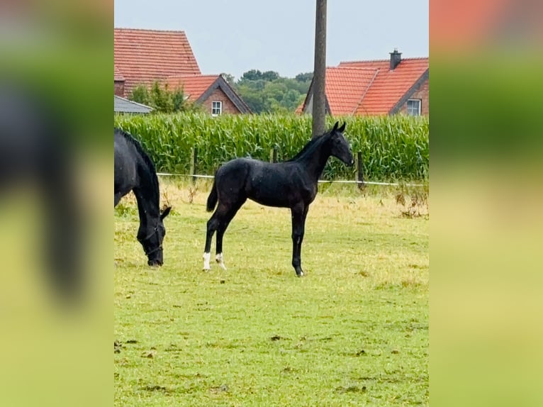 German Riding Horse Stallion Foal (04/2025) Smoky-Black in Telgte
