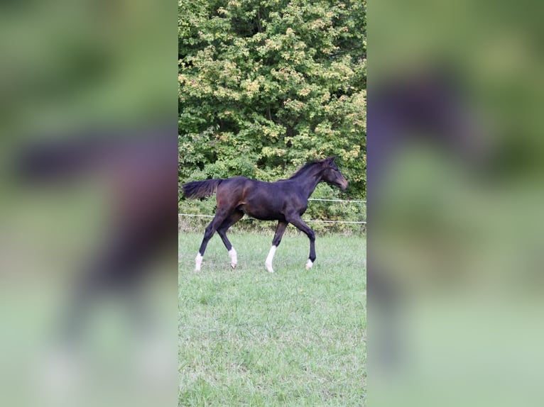 German Riding Horse Stallion Foal (04/2025) Smoky-Black in Wehretal