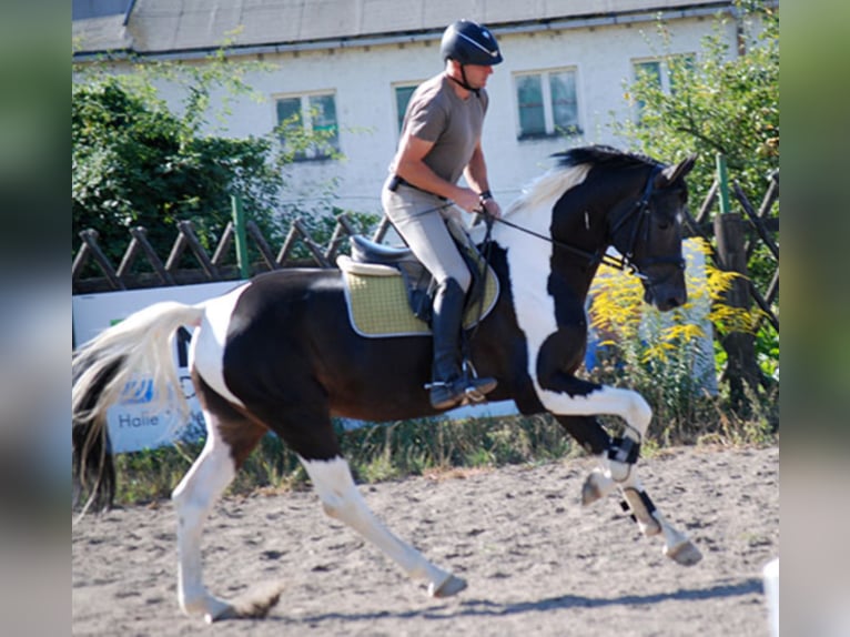 German Riding Horse Stallion Pinto in Etgersleben
