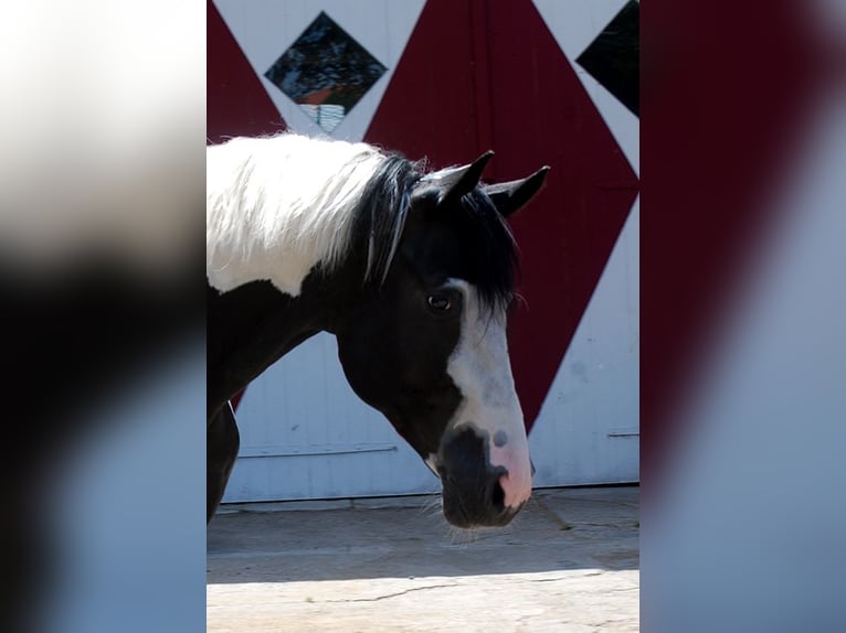 German Riding Horse Stallion Pinto in Etgersleben