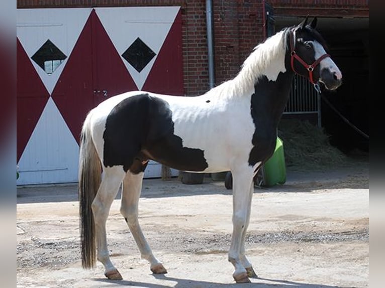German Riding Horse Stallion in Etgersleben
