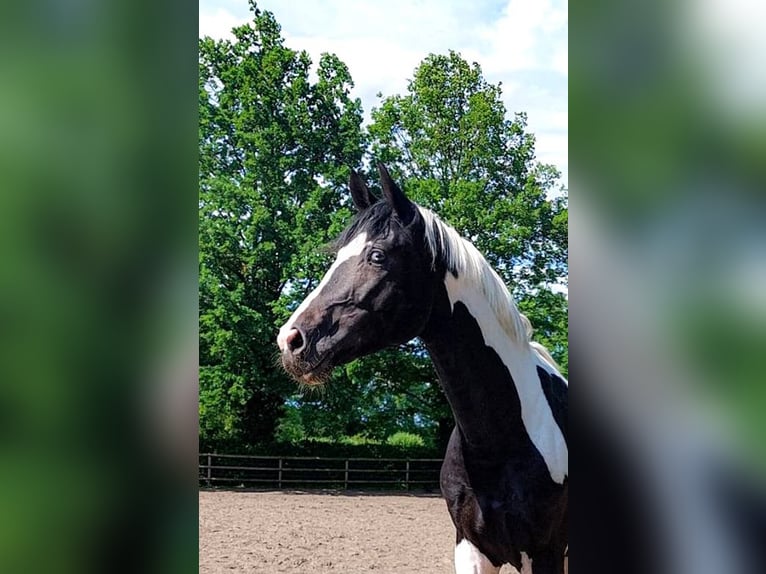 German Riding Horse Stallion in Etgersleben