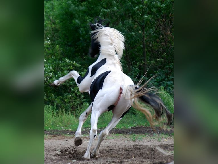 German Riding Horse Stallion Tobiano-all-colors in Etgersleben