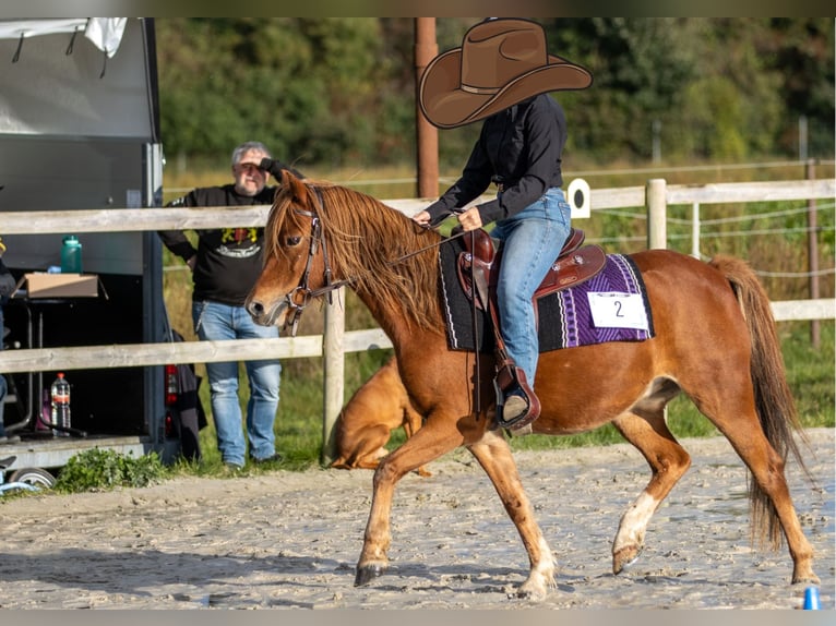 German Riding Pony Gelding 10 years 12,3 hh Chestnut-Red in Geeste