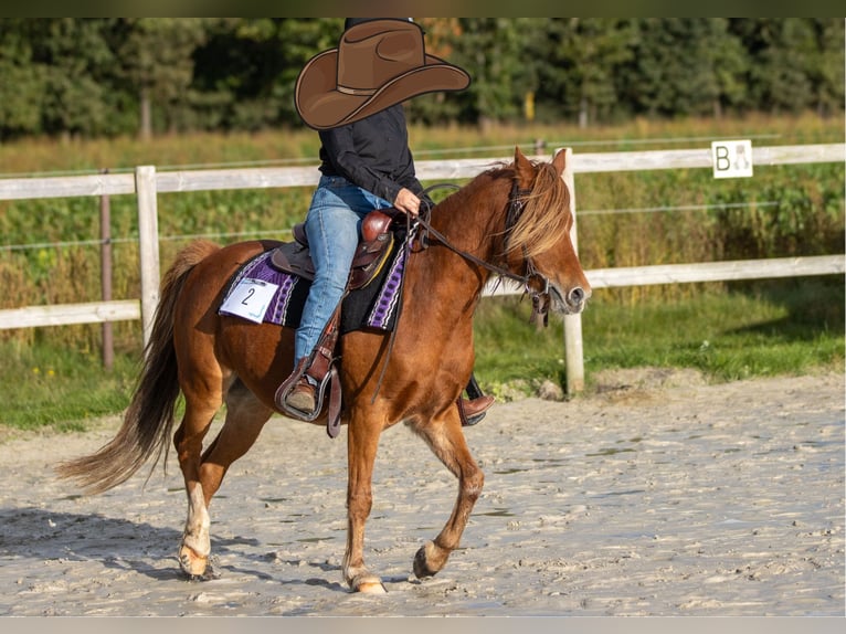 German Riding Pony Gelding 10 years 12,3 hh Chestnut-Red in Geeste