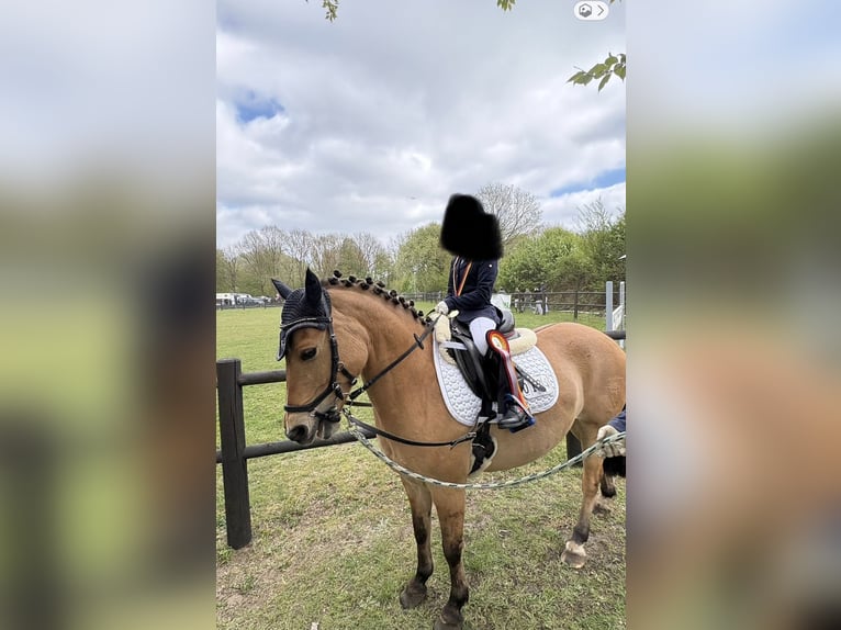 German Riding Pony Gelding 10 years 13.1 hh Dun in Wulfsen