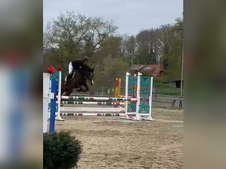 German Riding Pony Gelding 10 years 13.3 hh Brown in Dannenberg (Elbe) Soven