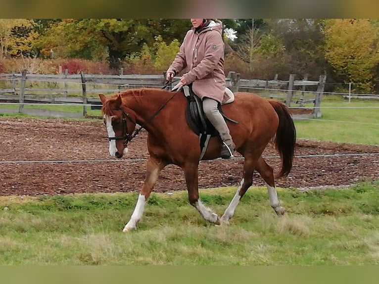 German Riding Pony Mix Gelding 10 years 13.3 hh Chestnut-Red in Finsterwalde