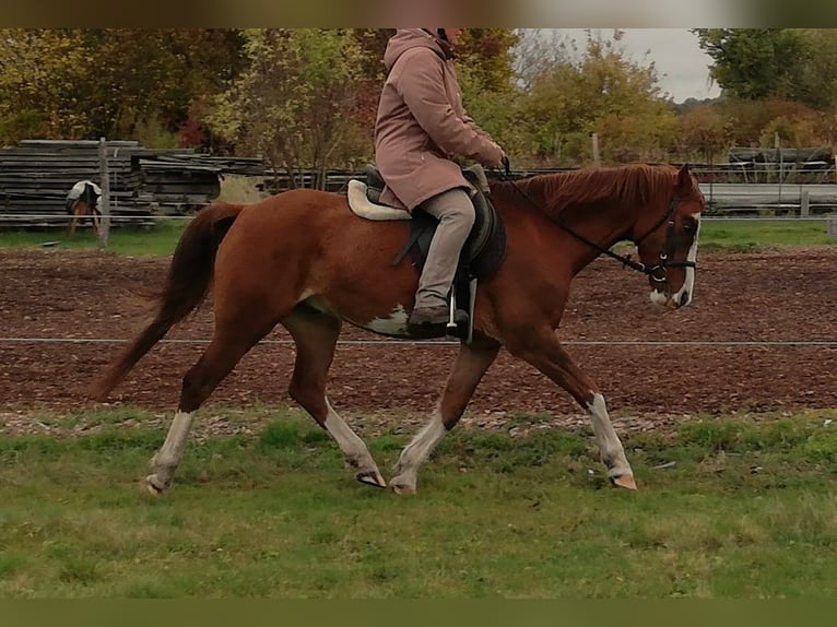 German Riding Pony Mix Gelding 10 years 13.3 hh Chestnut-Red in Finsterwalde