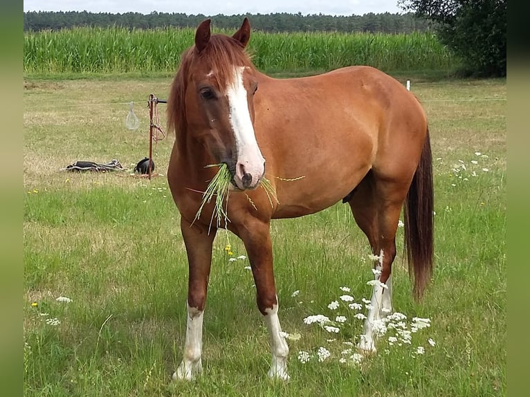 German Riding Pony Mix Gelding 10 years 13.3 hh Chestnut-Red in Finsterwalde