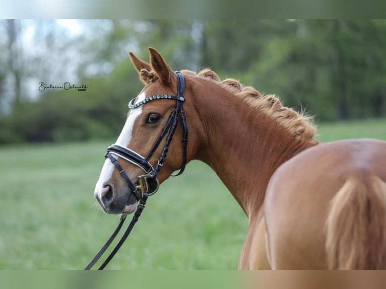 German Riding Pony Gelding 10 years 13.3 hh Chestnut-Red in Abbenrode