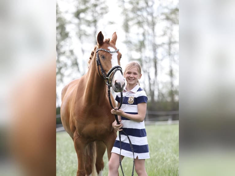 German Riding Pony Gelding 10 years 13.3 hh Chestnut-Red in Abbenrode