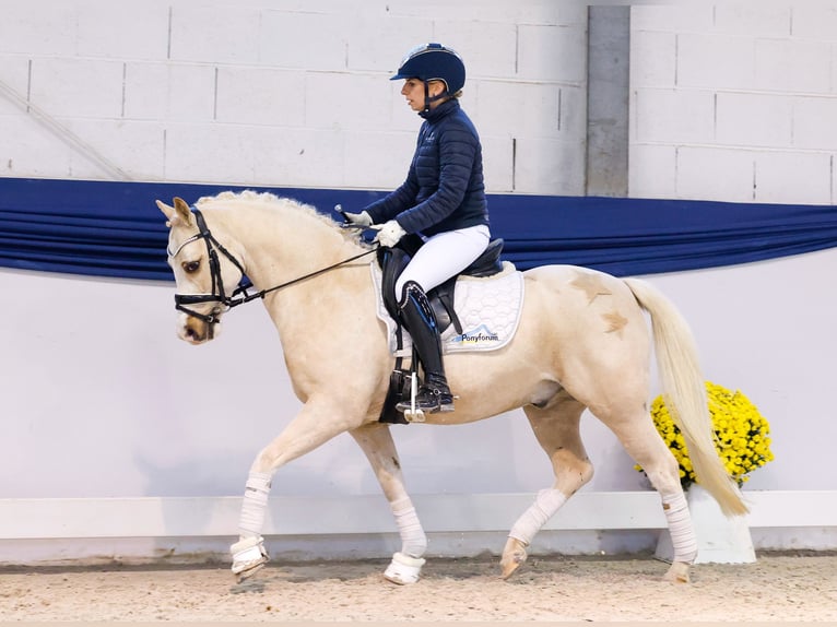 German Riding Pony Gelding 10 years 13 hh Palomino in Marsberg