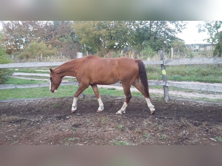 German Riding Pony Mix Gelding 10 years 13,3 hh Chestnut-Red in Finsterwalde