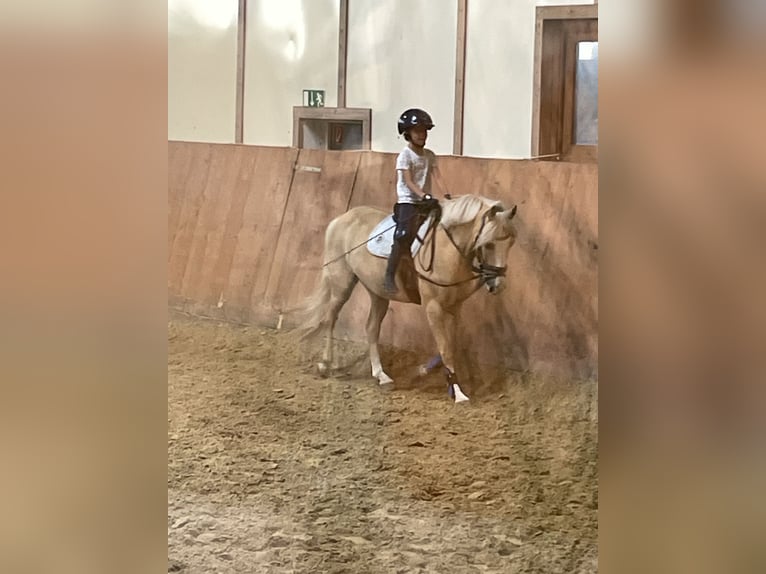 German Riding Pony Ranch German Riding Pony Gelding 10 years 13,3 hh Palomino in Halver