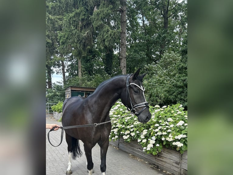 German Riding Pony Gelding 10 years 14.1 hh Black in Stuhr