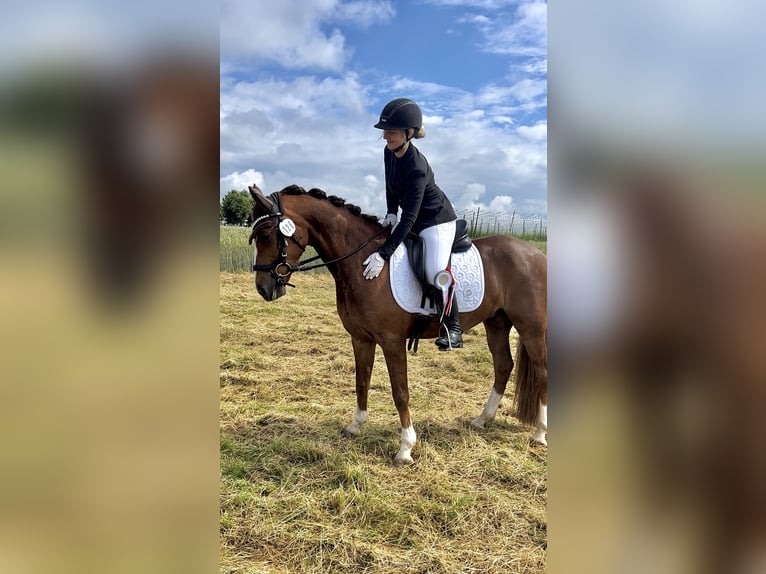 German Riding Pony Gelding 10 years 14,1 hh Chestnut in Geretsried