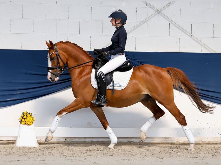 German Riding Pony Gelding 10 years 14.1 hh Chestnut in Marsberg