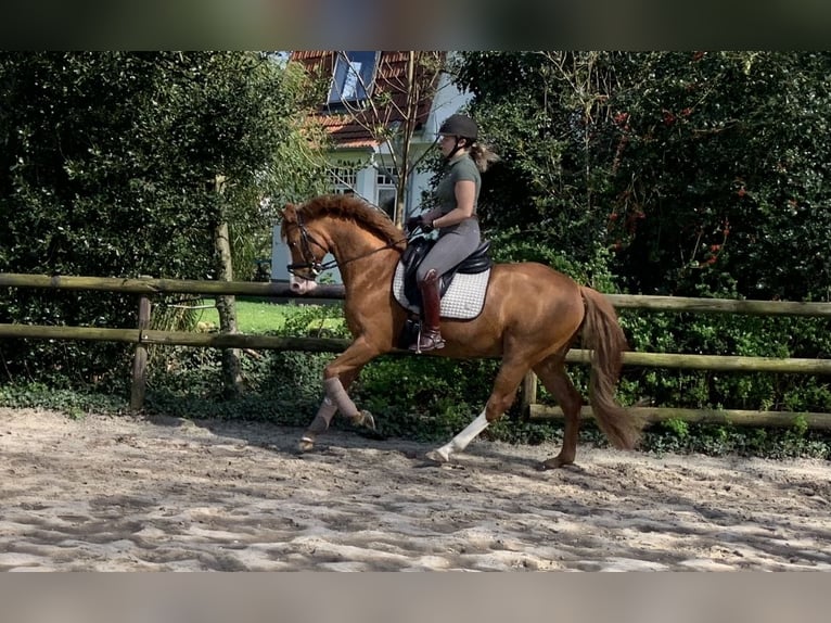 German Riding Pony Gelding 10 years 14,1 hh Chestnut-Red in Tarmstedt