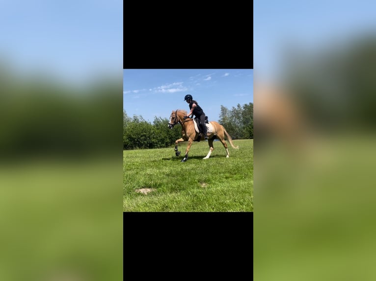 German Riding Pony Gelding 10 years 14.1 hh Dun in Bremen