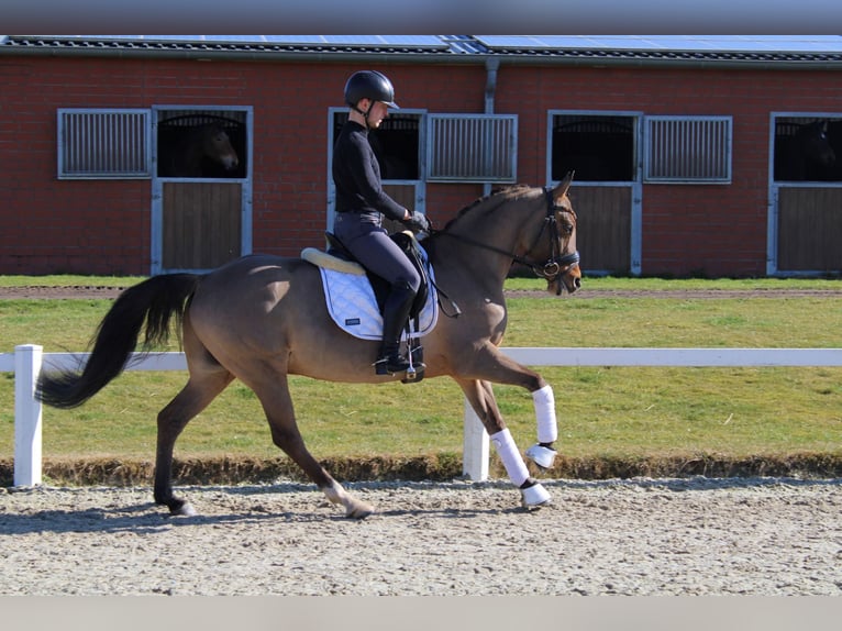 German Riding Pony Gelding 10 years 14,1 hh Dun in Stadthagen