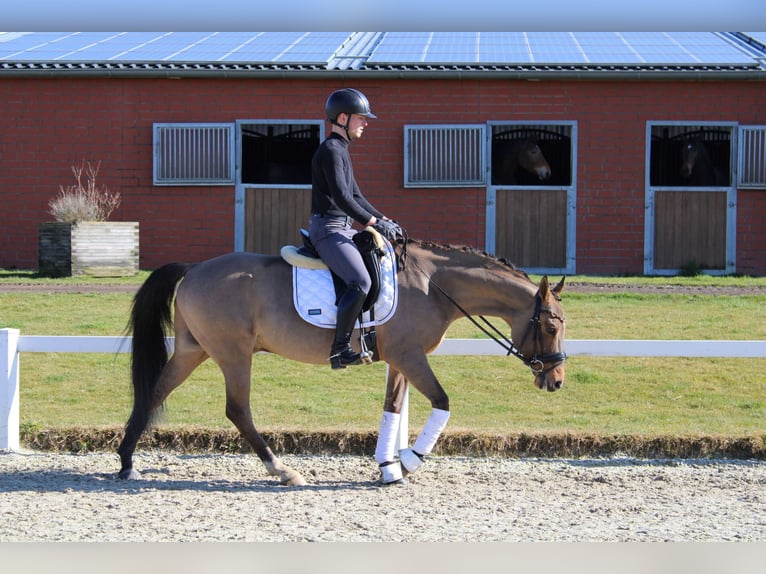 German Riding Pony Gelding 10 years 14,1 hh Dun in Stadthagen