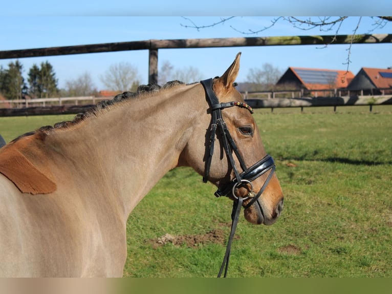 German Riding Pony Gelding 10 years 14,1 hh Dun in Stadthagen