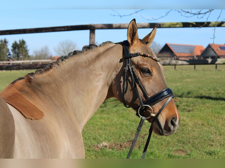 German Riding Pony Gelding 10 years 14,1 hh Dun in Stadthagen