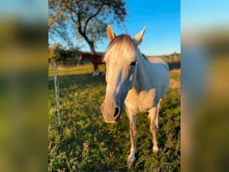 German Riding Pony Mix Gelding 10 years 14,1 hh Gray-Blue-Tan in Murrhardt