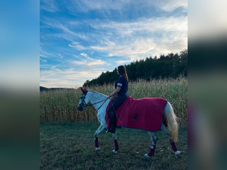 German Riding Pony Mix Gelding 10 years 14,1 hh Gray-Blue-Tan in Murrhardt