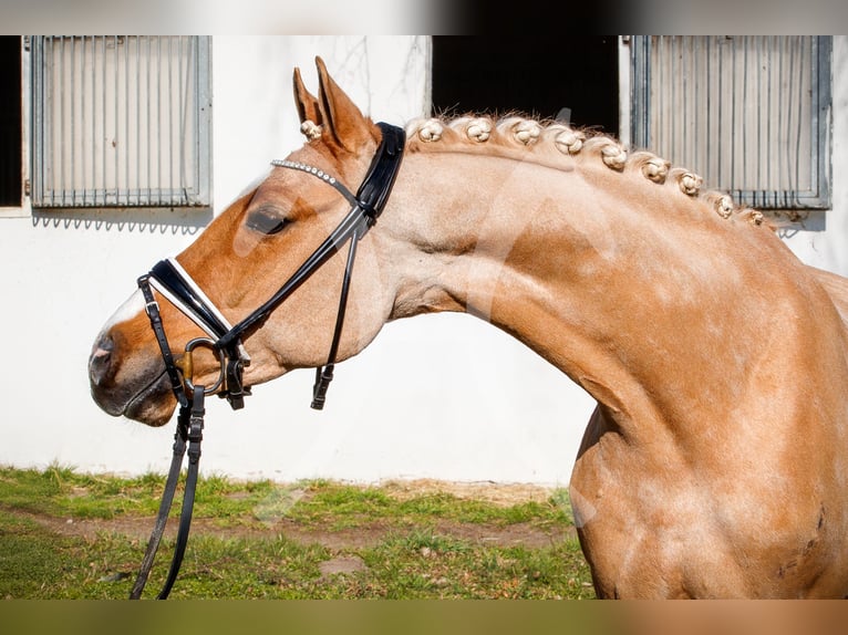 German Riding Pony Gelding 10 years 14,1 hh Palomino in Burgdorf