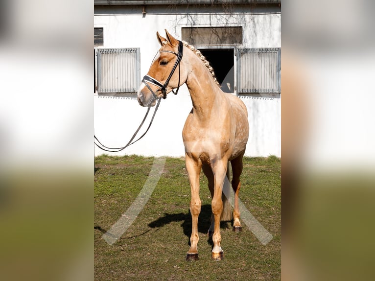 German Riding Pony Gelding 10 years 14,1 hh Palomino in Burgdorf