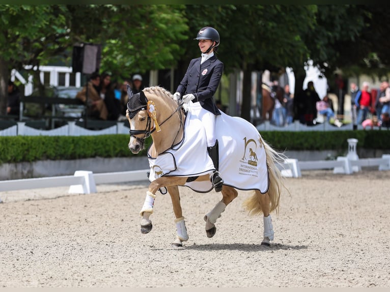 German Riding Pony Gelding 10 years 14.1 hh Palomino in Neukirchen-Vluyn