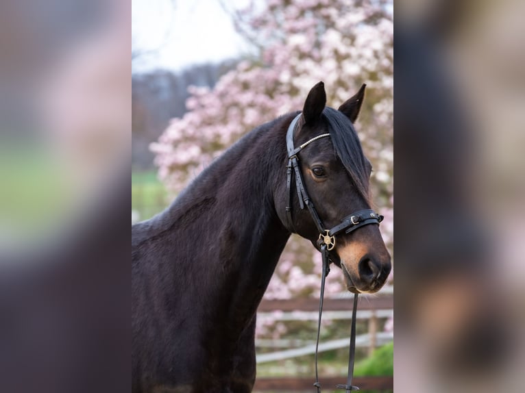 German Riding Pony Gelding 10 years 14.2 hh Bay-Dark in Emmerthal