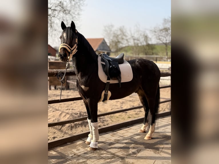 German Riding Pony Gelding 10 years 14.2 hh Bay-Dark in Emmerthal