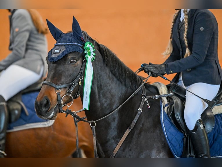 German Riding Pony Gelding 10 years 14,2 hh Bay-Dark in Reichenburg