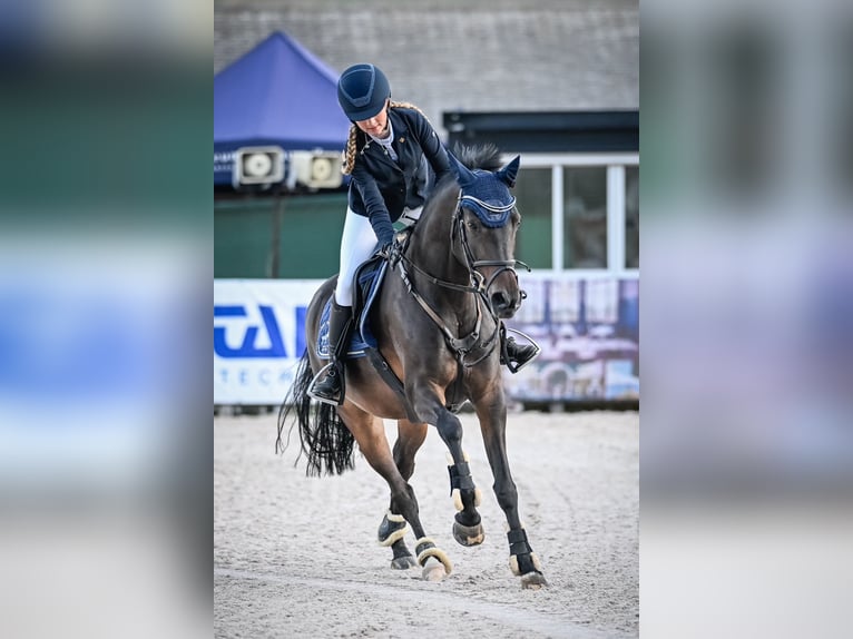 German Riding Pony Gelding 10 years 14,2 hh Bay-Dark in Reichenburg