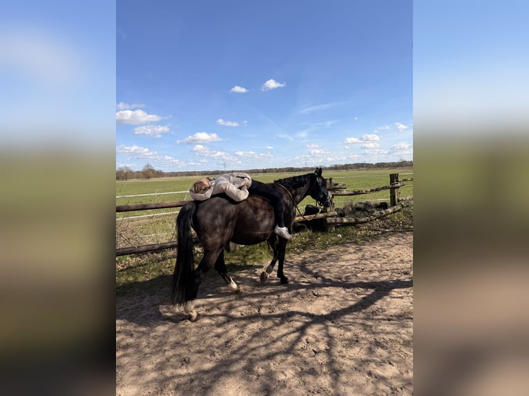 German Riding Pony Gelding 10 years 14.2 hh Black in Isernhagen