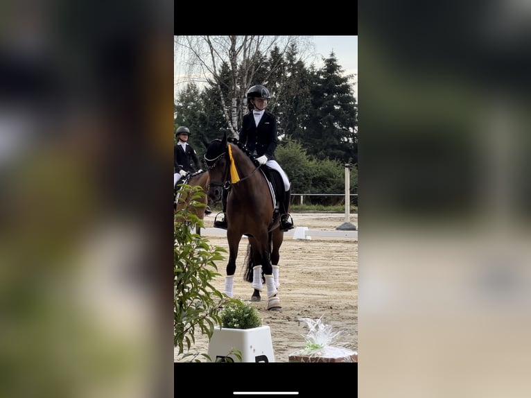 German Riding Pony Gelding 10 years 14,2 hh Brown in Friedberg