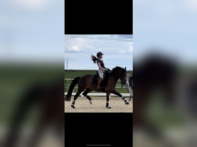 German Riding Pony Gelding 10 years 14,2 hh Brown in Friedberg