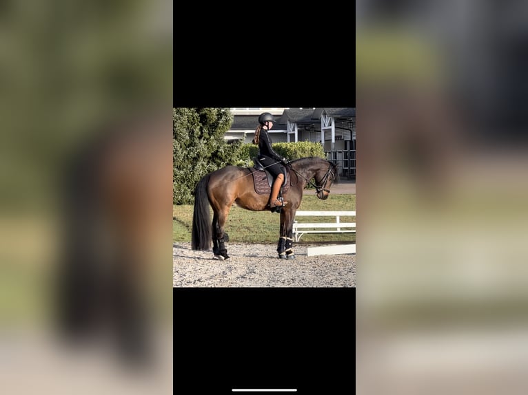 German Riding Pony Gelding 10 years 14,2 hh Brown in Friedberg