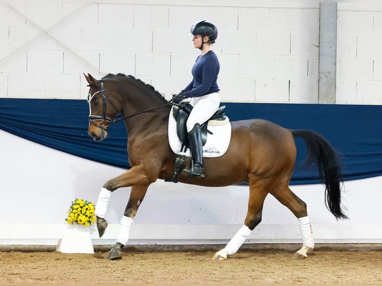 German Riding Pony Gelding 10 years 14,2 hh Brown in Marsberg