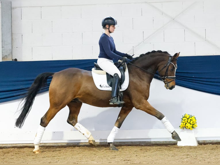 German Riding Pony Gelding 10 years 14,2 hh Brown in Marsberg