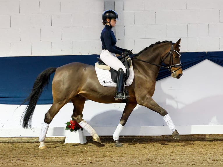 German Riding Pony Gelding 10 years 14,2 hh Brown in Marsberg